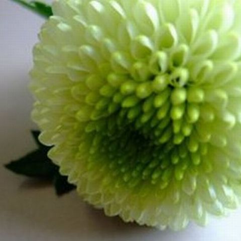 funeral-flower